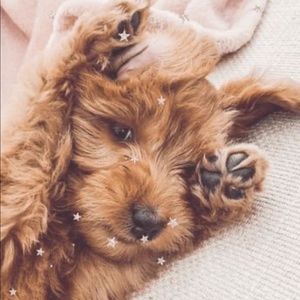 Meet your Posher, Bailey 👑🥳😝🤪